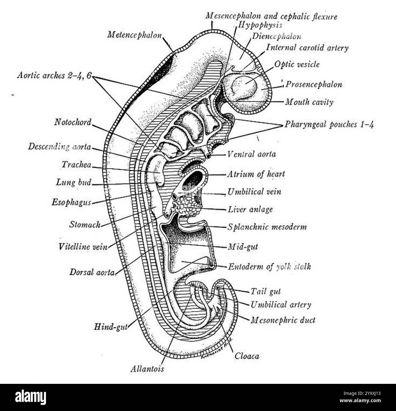 Dissect Embryo Diagrammatic reconstruction of a 4.2 mm. human embryo, viewed from the ...
