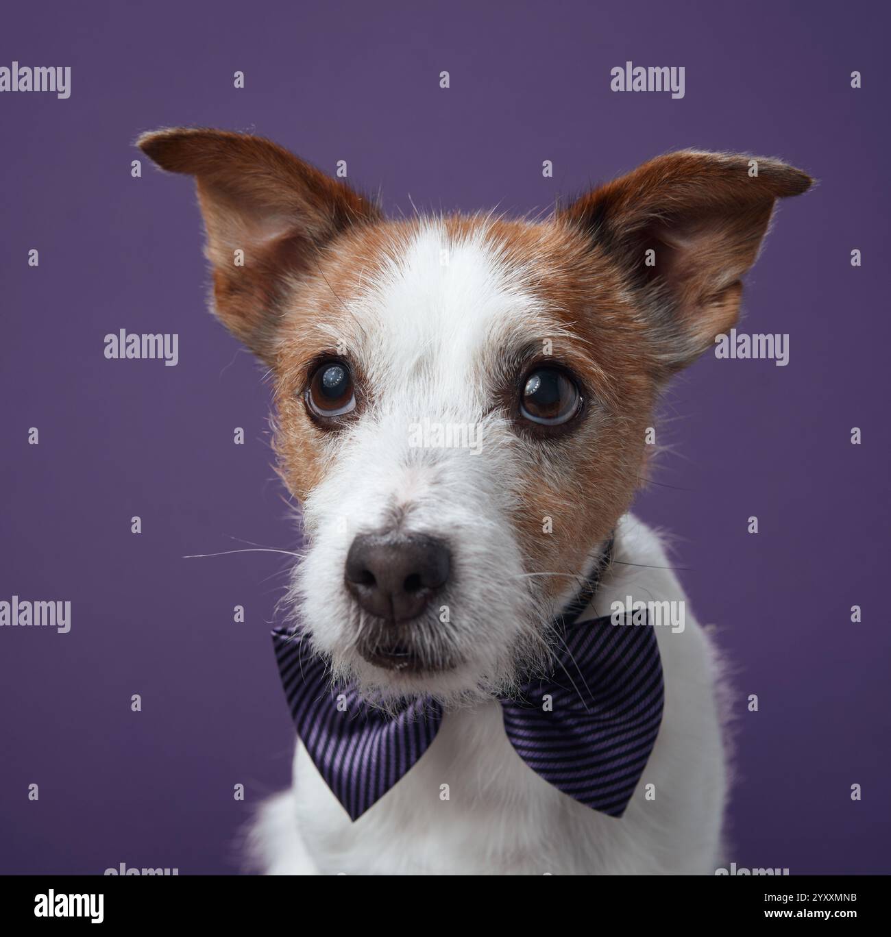 Dog in a tie hi-res stock photography and images - Page 3 - Alamy, image size:1300x1368
