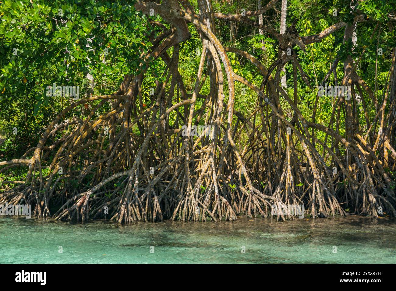 Samana Rivers Clear waters of the Cano Frio River lined by mangrove trees on the ...