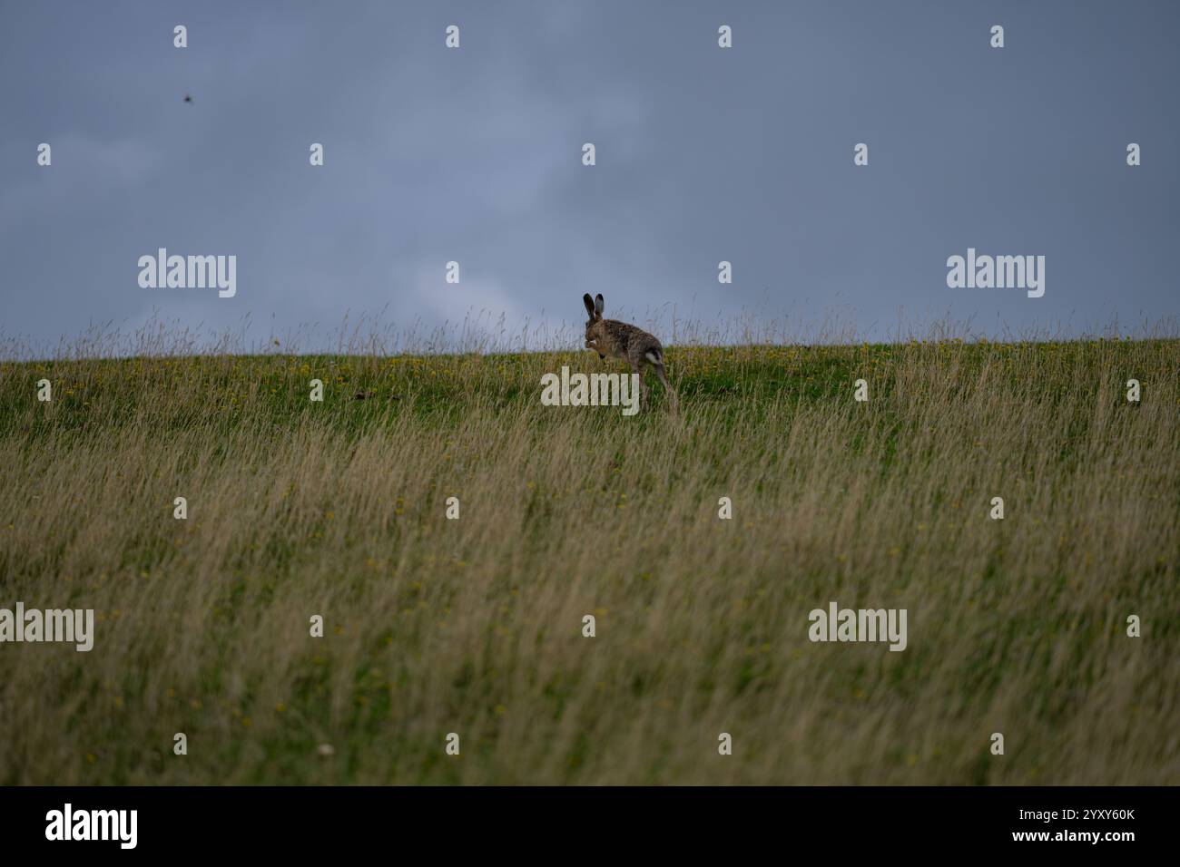 Wild Rabbit In Meadow Wild animals in the garden hi-res stock photography and images - Alamy