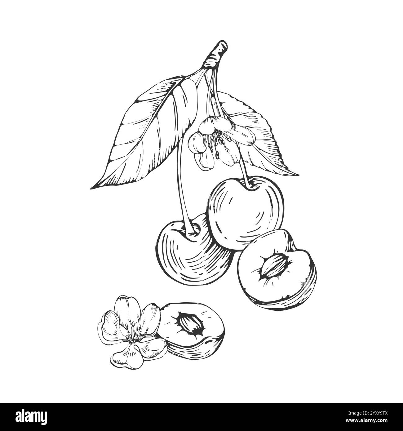 Cherry set of vector black and white illustrations hand drawn with ink ...