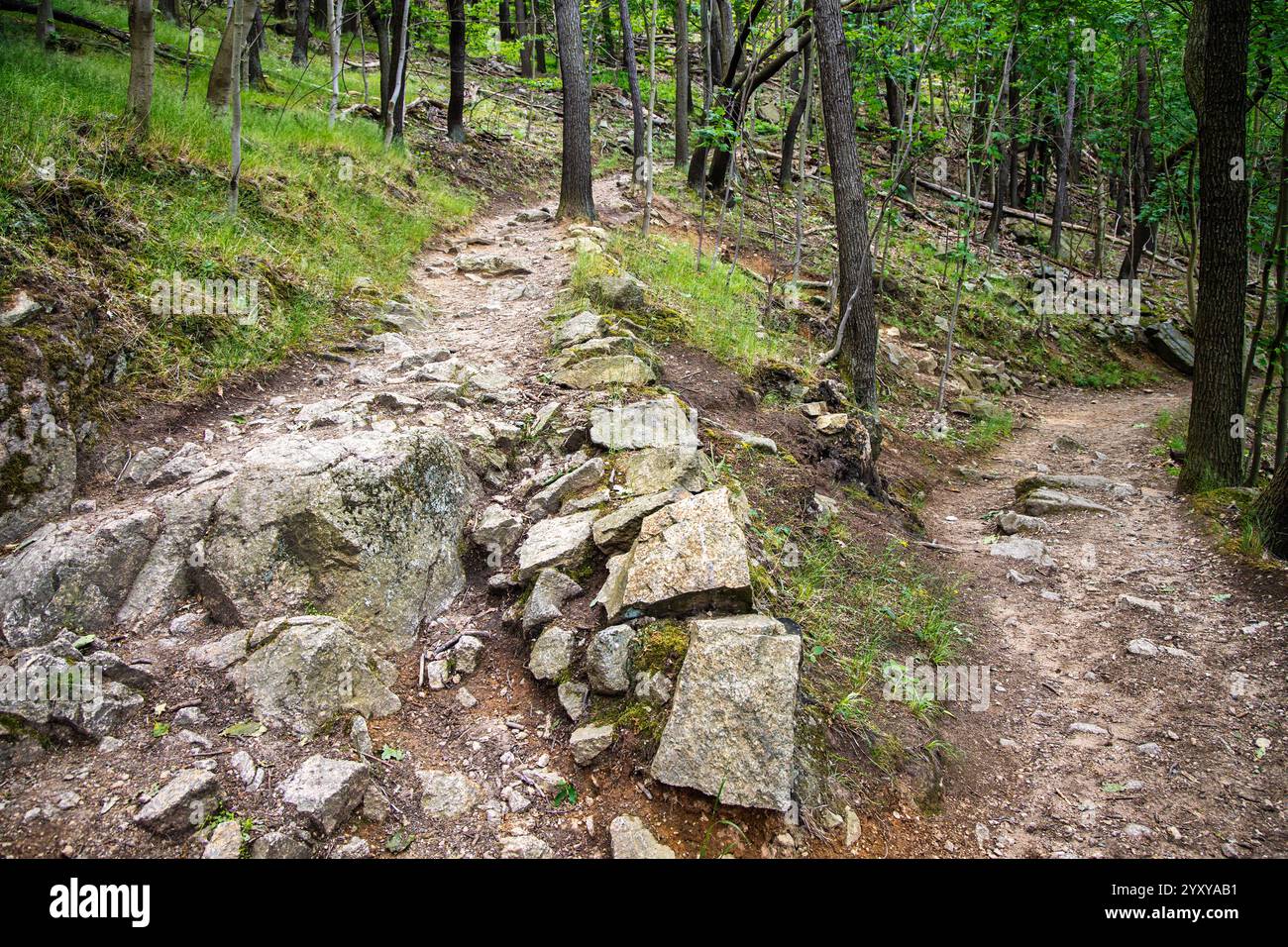 Ruine im wald hi-res stock photography and images - Alamy