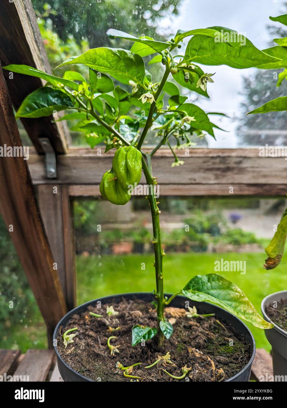 Young chilli plants growing in a greenhouse located in a Scottish, UK garden - Smartphone Captured Stock Image