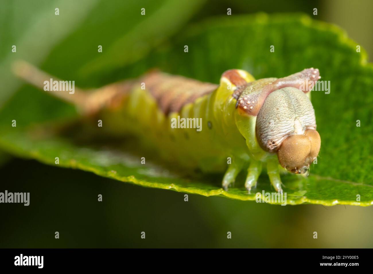 Puss moth (Cerura vinula) caterpillar sloughing its skin. Surrey, UK ...
