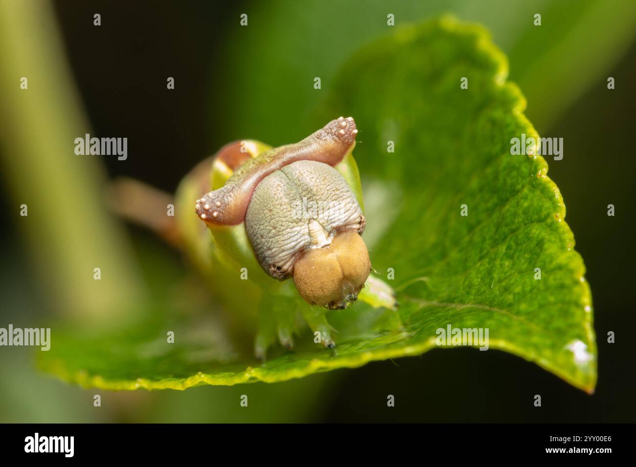 Puss moth (Cerura vinula) caterpillar sloughing its skin. Surrey, UK ...