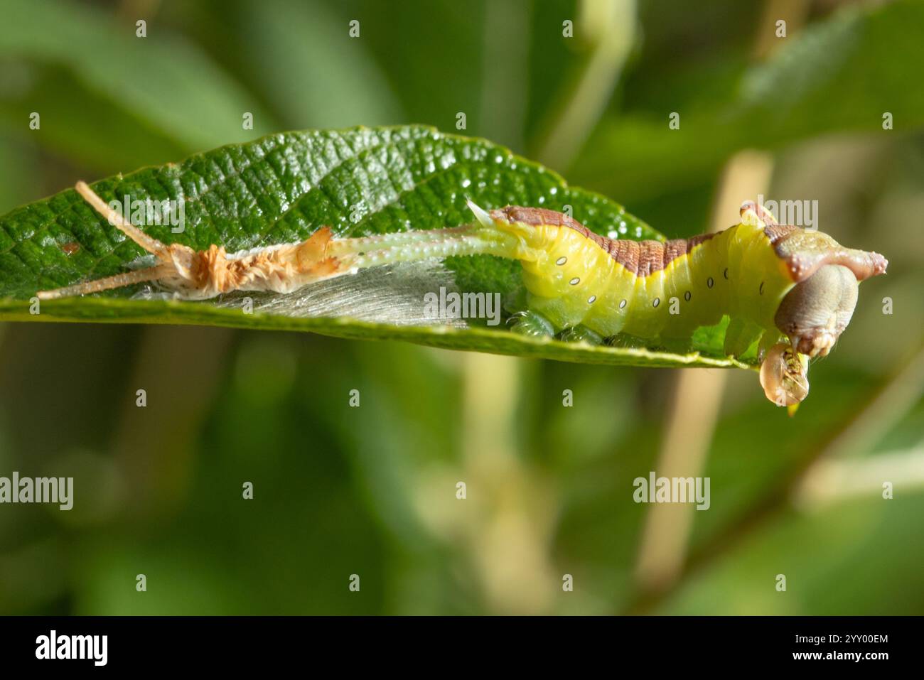 Puss moth (Cerura vinula) caterpillar sloughing its skin. Surrey, UK ...