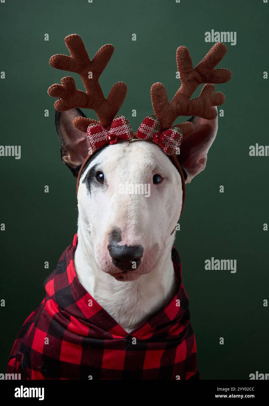 Bull Terrier Glay Pattern Print Dress