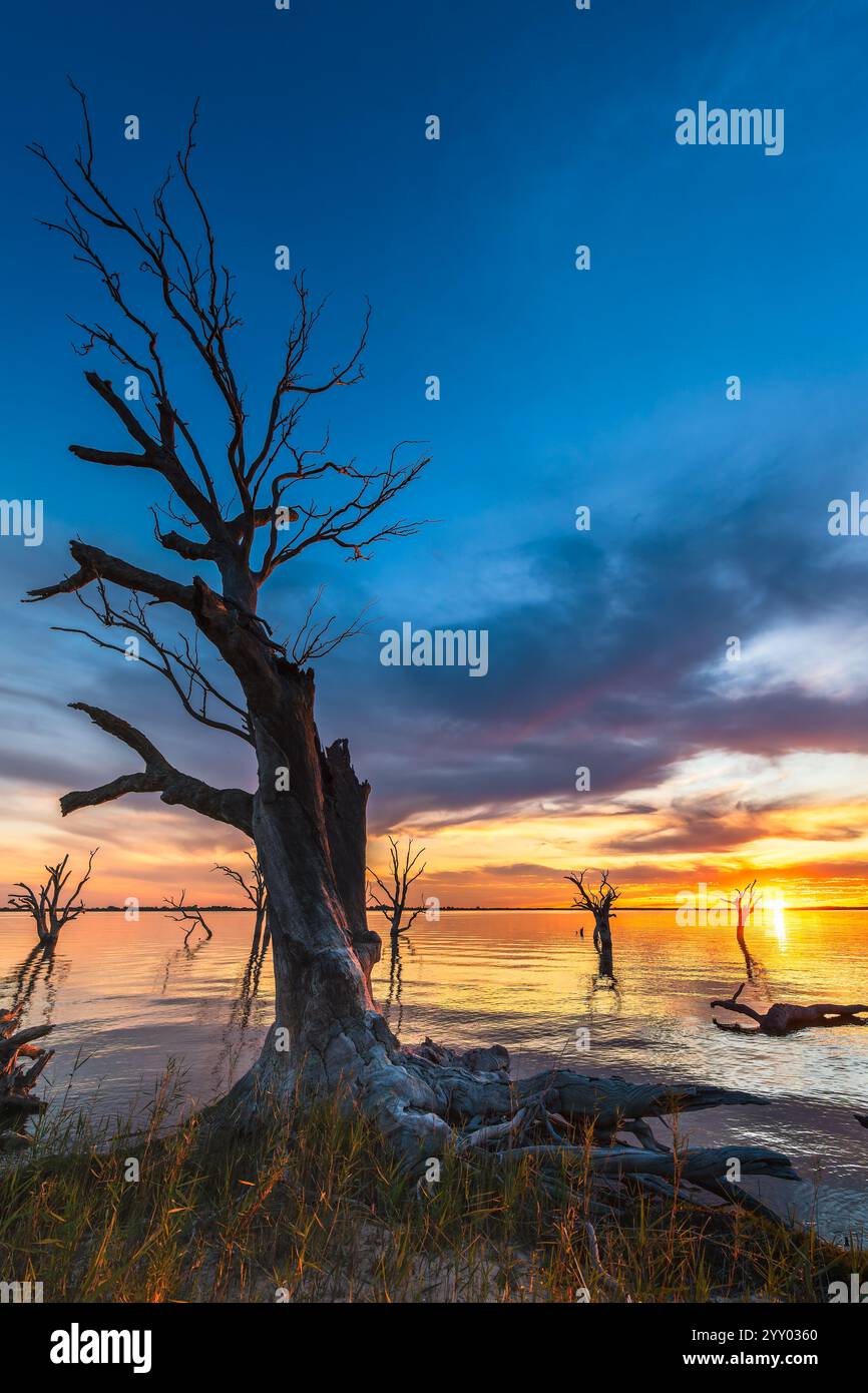 Dried tree on Lake Bonney shore at sunset, Barmera, South Australia Stock Photo