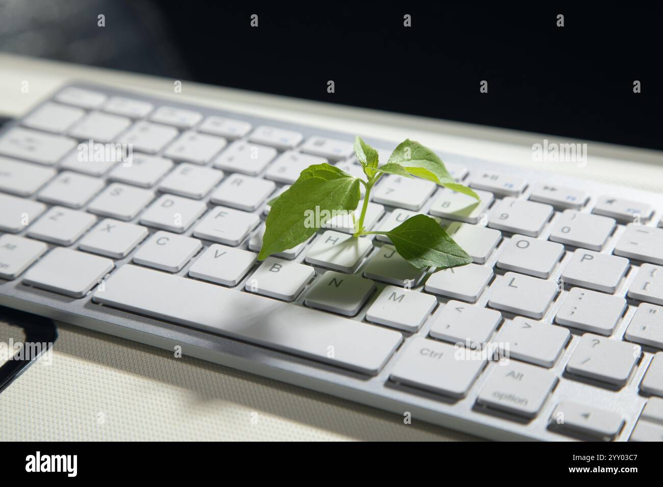 Green plant growing on computer keyboard Stock Photo - Alamy