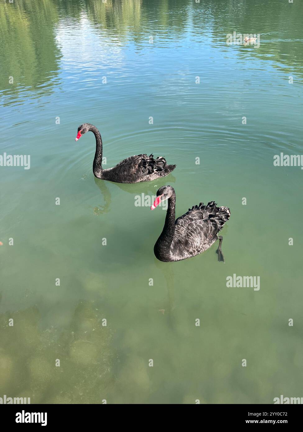 Black Swans cygnus atratus pair couple gliding swimming in artificial lake, Bulgaria, Eastern Europe, Balkans - Smartphone Captured Stock Image