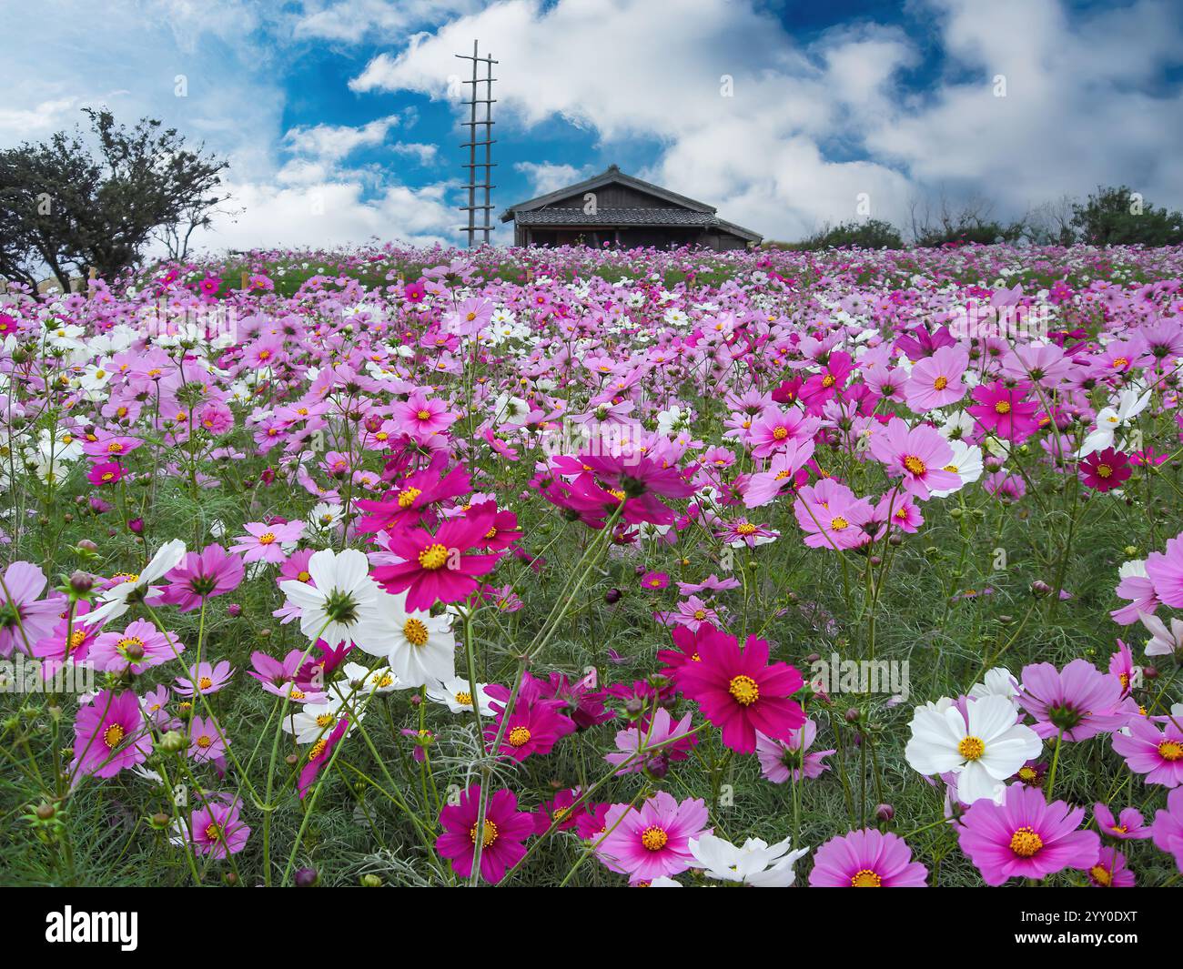 Field cosmos flower hi-res stock photography and images - Alamy