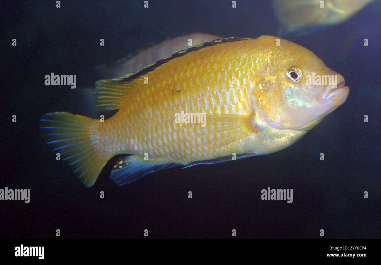 Electric yellow cichlid, blue streak hap (Labidochromis caeruleus Stock ...