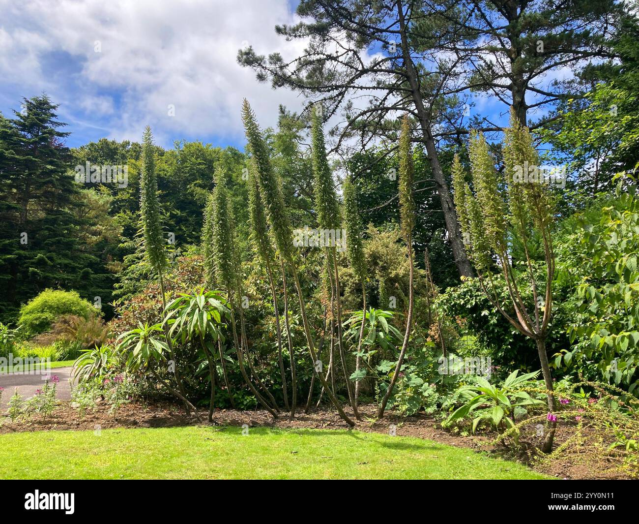 Majestic Echiums in s aub-tropical border, Cornwall, UK - John Gollop - Smartphone Captured Stock Image