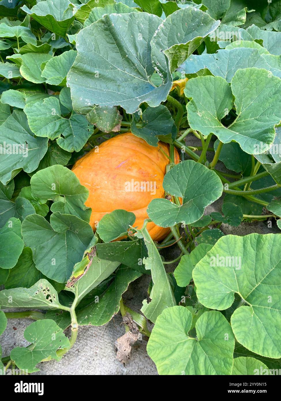 Large, ripe pumpkin - John Gollop - Smartphone Captured Stock Image