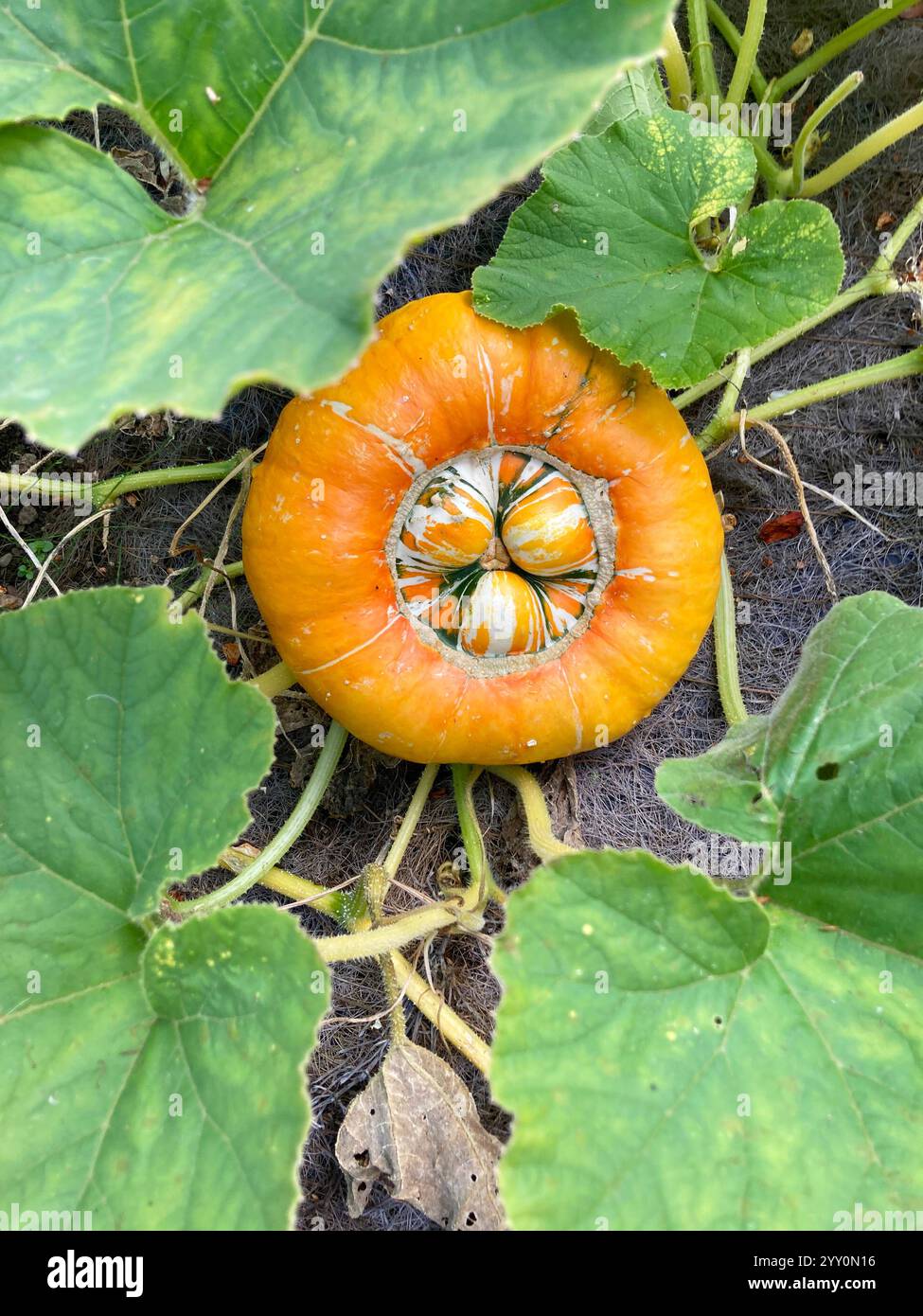 Large, ripe pumpkin - John Gollop - Smartphone Captured Stock Image
