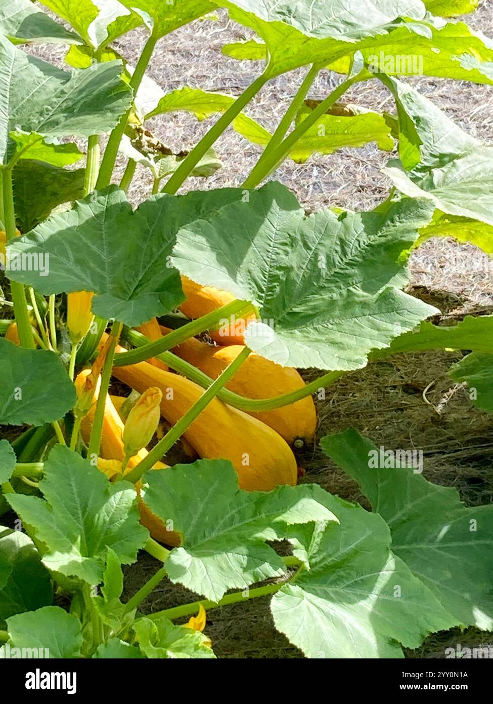 Large, ripe pumpkin - John Gollop - Smartphone Captured Stock Image