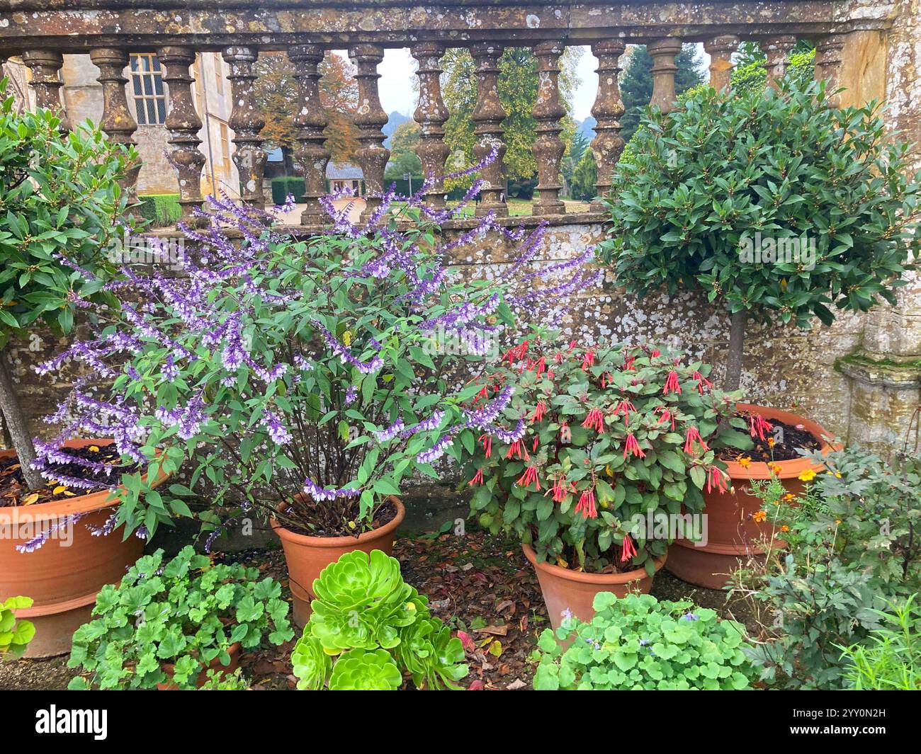 Elegant patio with a variety of potted plants including salvia, fuchsia and bay - Smartphone Captured Stock Image