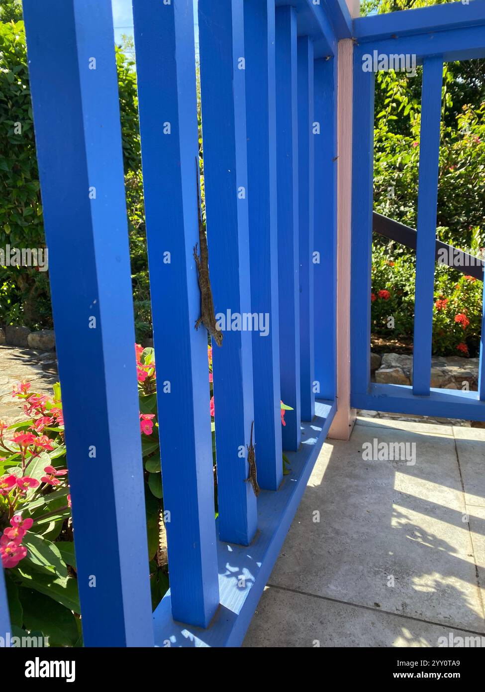 Island Geckos on a bright blue fence - Smartphone Captured Stock Image