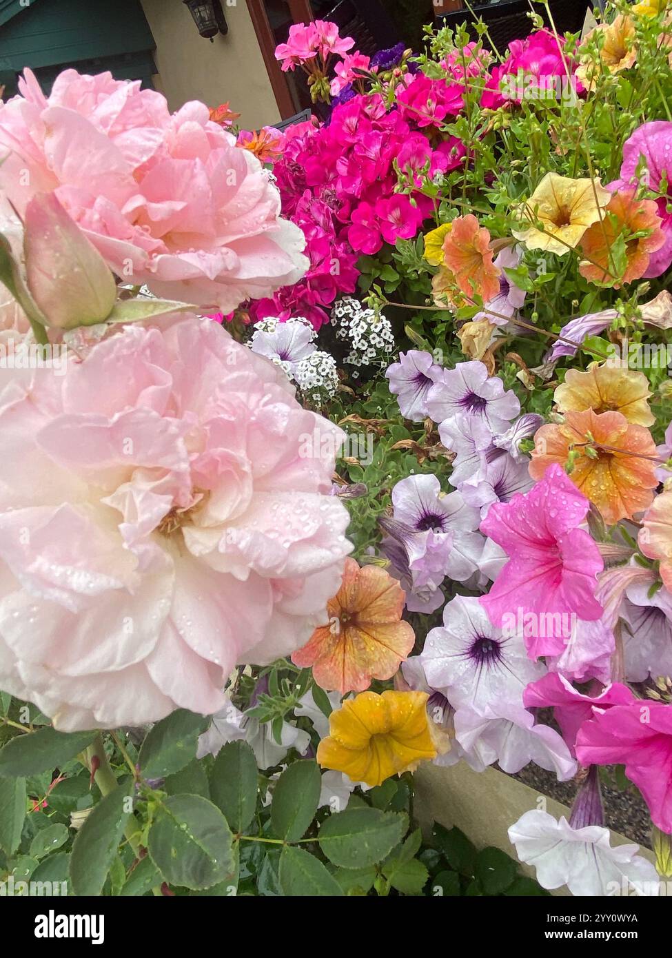 Flowers - Smartphone Captured Stock Image