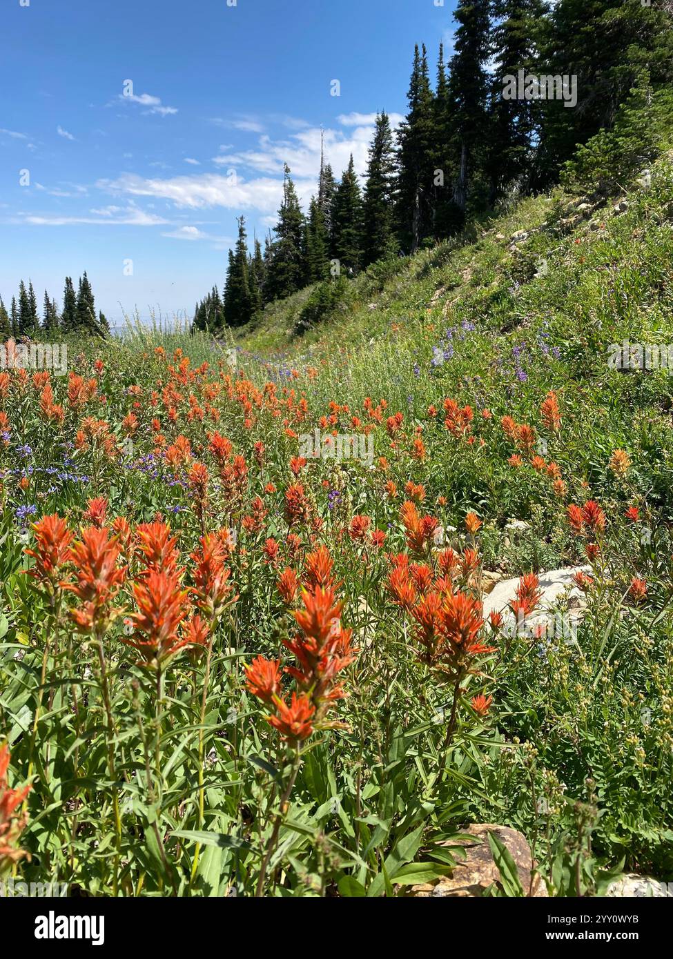 Wildflowers in a Canyon - Smartphone Captured Stock Image