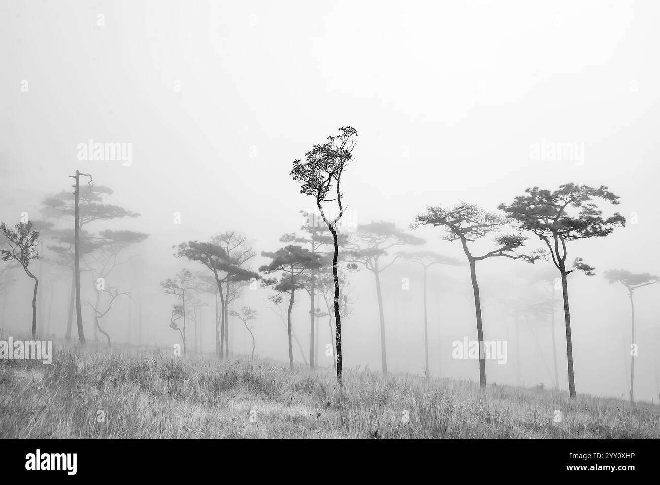 Rain forest scenery silhouette Black and White Stock Photos & Images ...