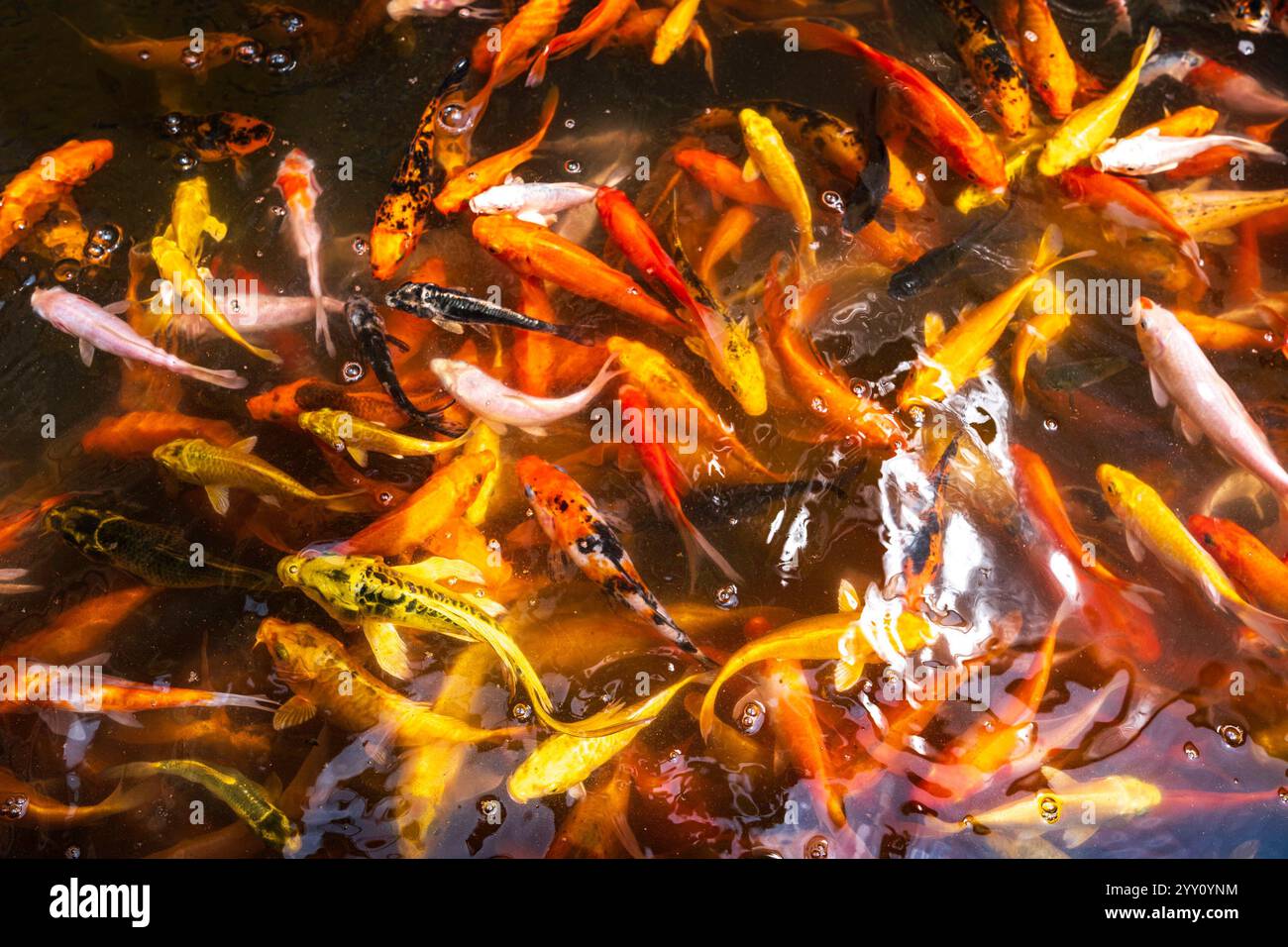 Vietnam, 2024-03-04, poisson rouge, red fish, koi carp, basin, water ...