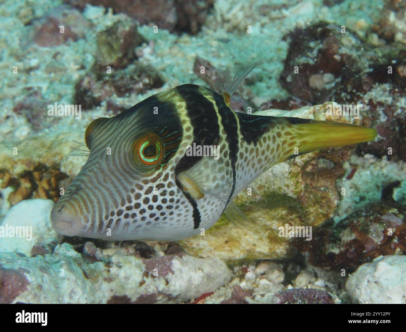 Yellow black patterned fish hi-res stock photography and images - Alamy