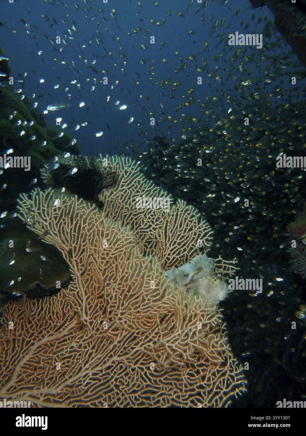 A well-camouflaged fish, a rocking fish (Taenianotus triacanthus ...