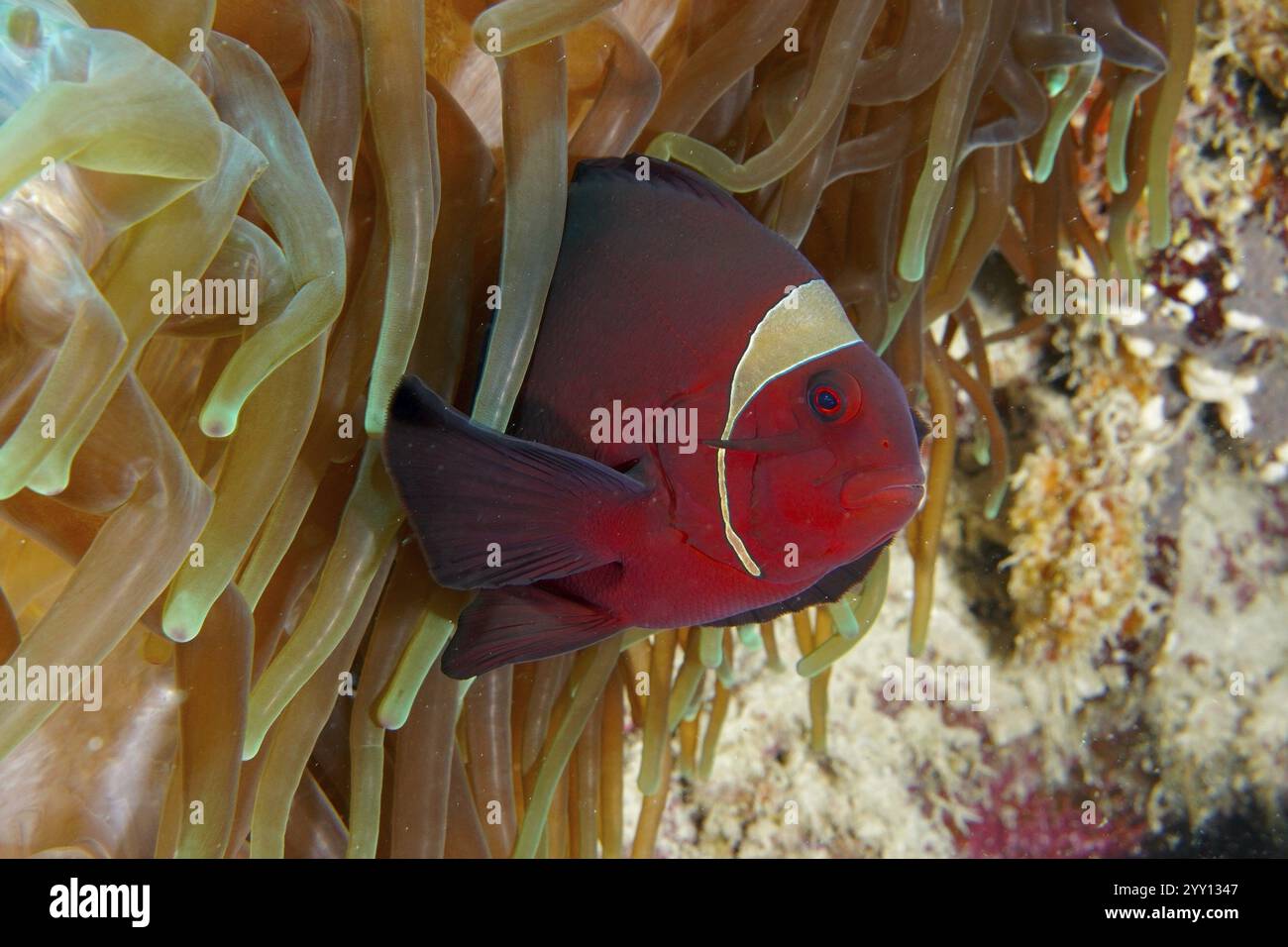 A red velvet anemonefish, spiny anemonefish (Amphiprion biaculeatus ...