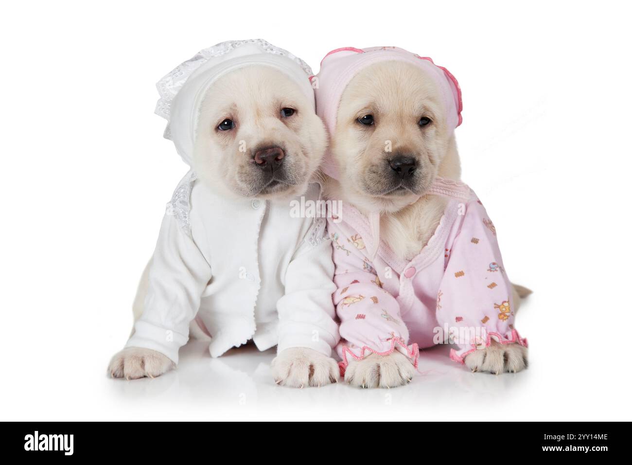 Portrait of two six weeks old purebred Labrador puppies dressed in ...