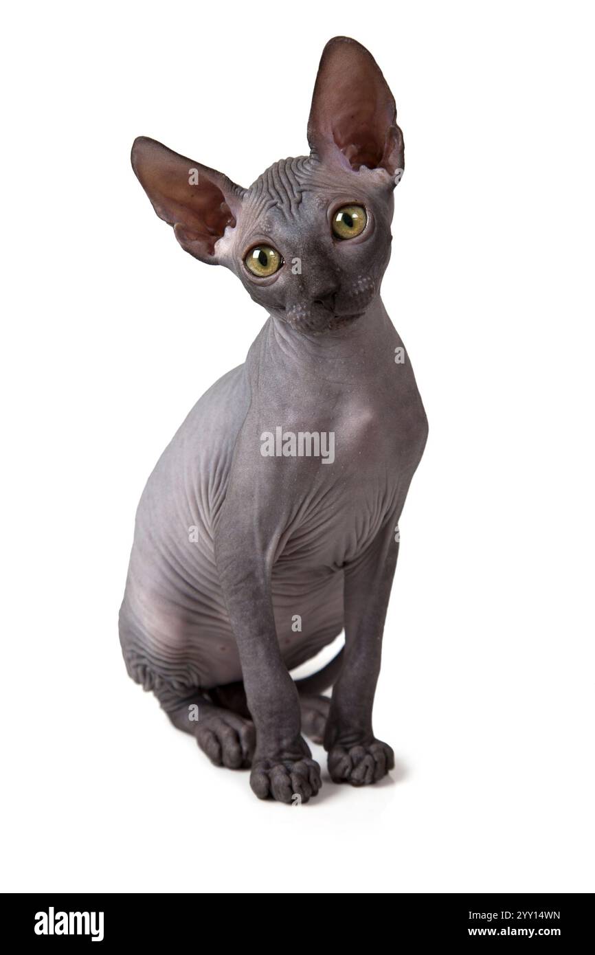 Two months old hairless Don Sphinx kitten isolated on white background ...