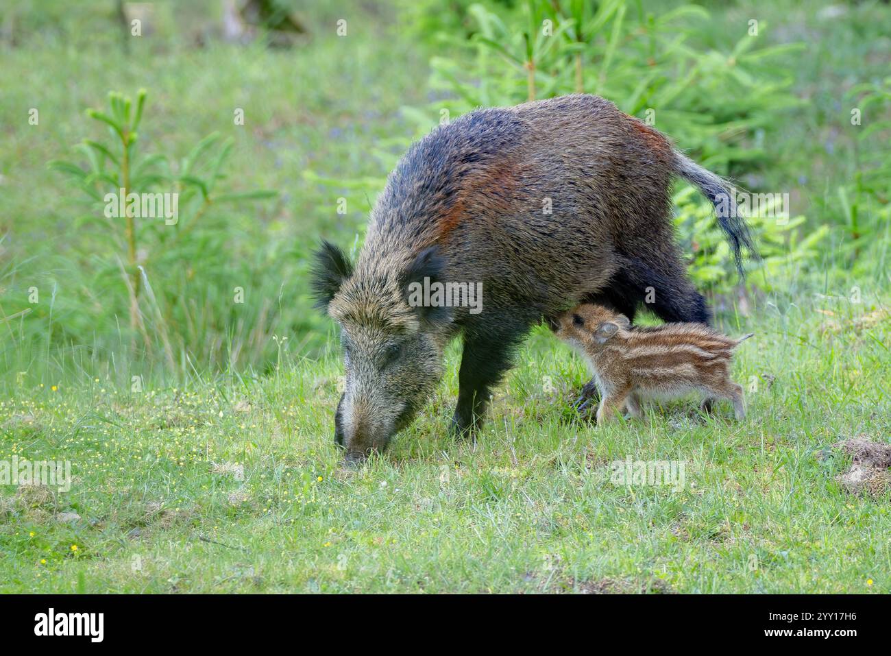 Wildschwein wildschwein ferkel hi-res stock photography and images - Alamy