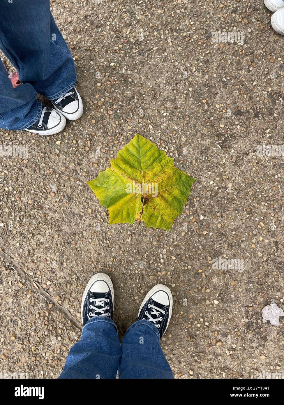 Large fallen leaf surrounded by clean black converse on concrete - Smartphone Captured Stock Image