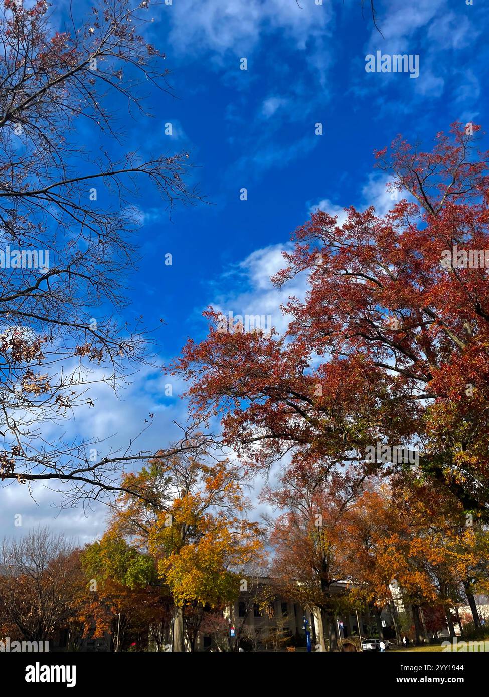 Clear, blue sky with fall colored trees - Smartphone Captured Stock Image