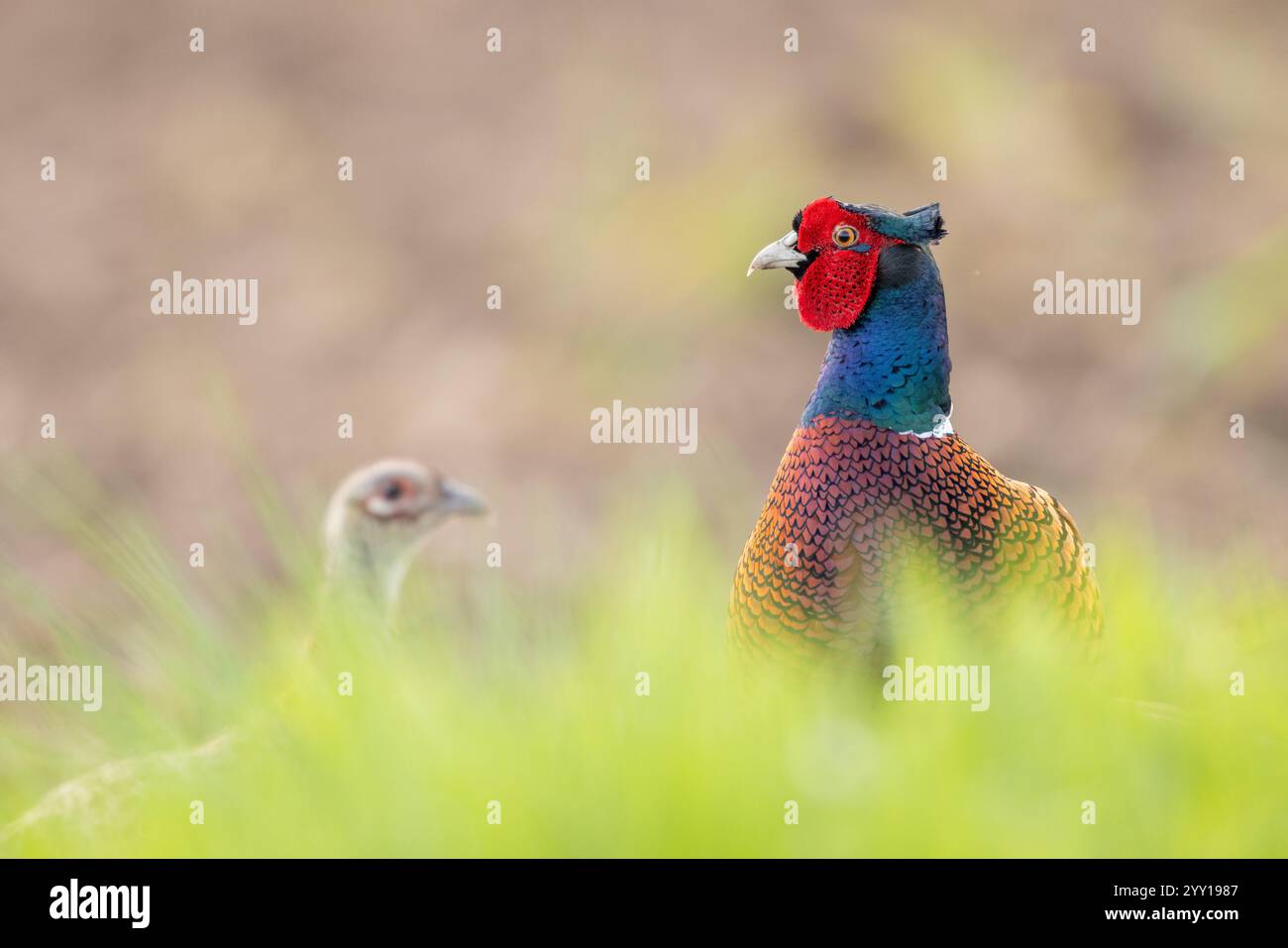 Fasan im Morgenlicht Stock Photo