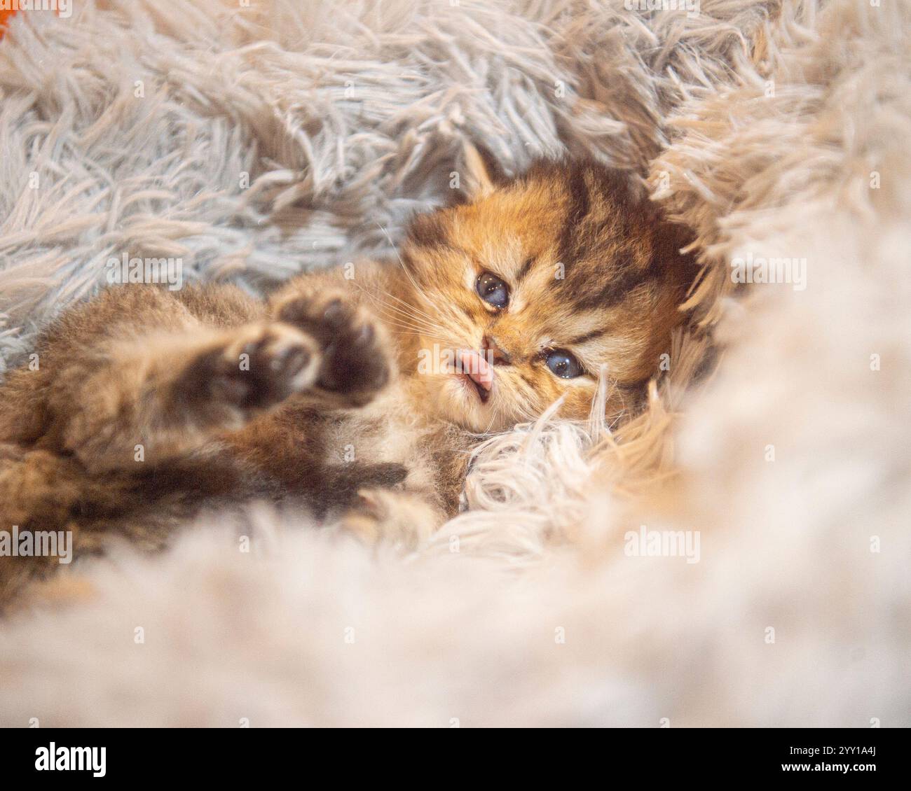cute baby kitten lying on its back in bed poking out its tongue Stock Photo