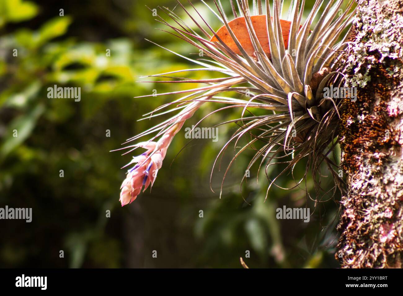 Tillandsia bromeliaceae plant hi-res stock photography and images - Alamy