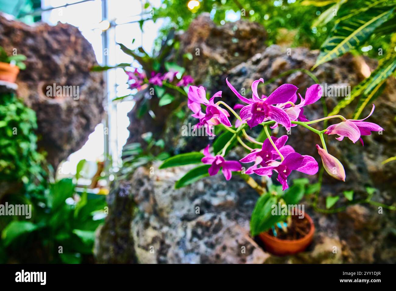 Orchids intricacies hi-res stock photography and images - Alamy