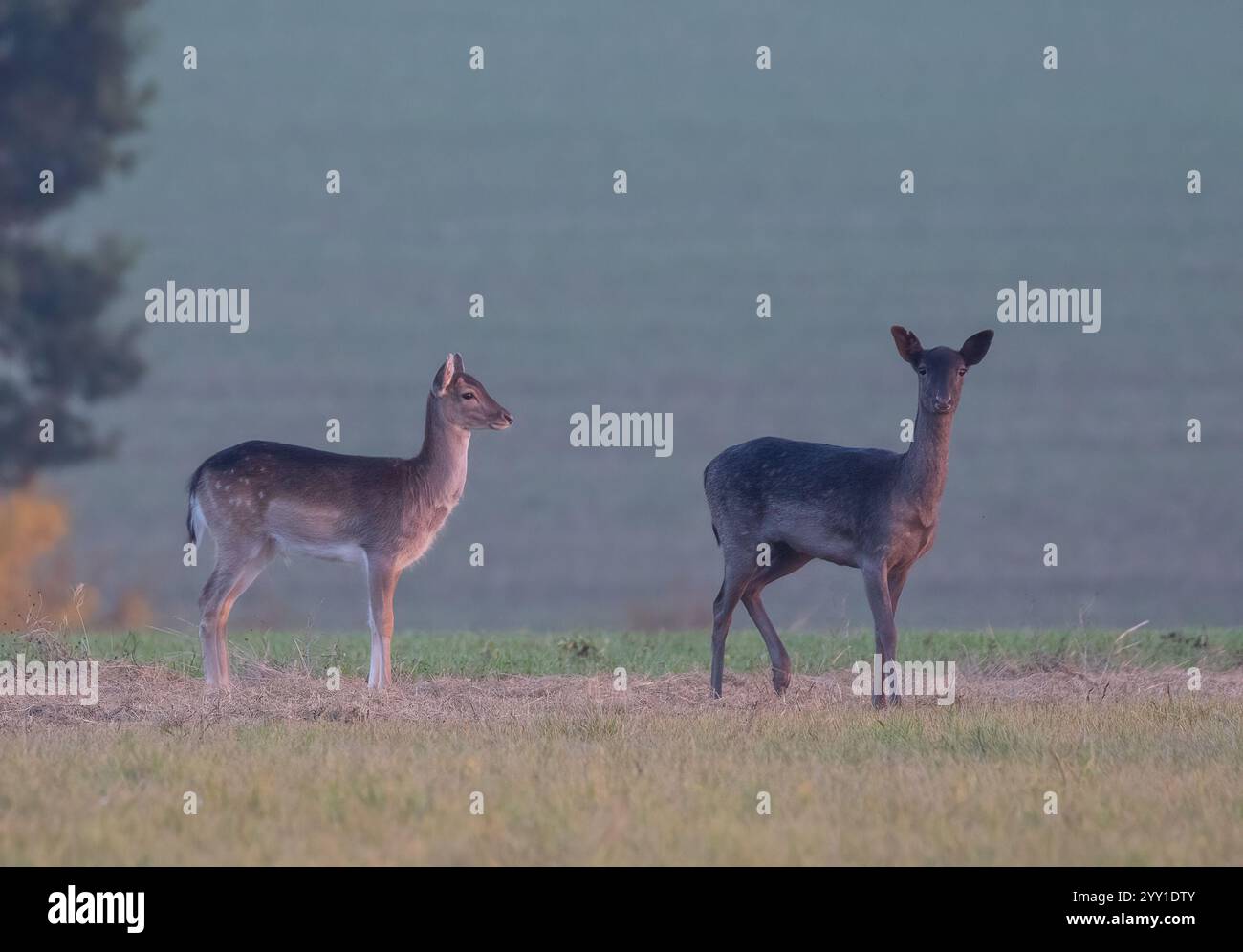 Mother and a juvenile. Showing different coat colours. Spotty and melanistic. Fallow deer (Dama ... - Melanistic Deer Coats Unique