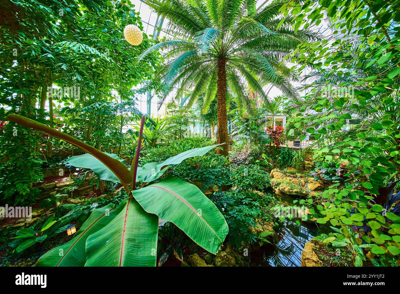 Tropical Palm Centerpiece in Lush Greenhouse Retreat at Eye Level Stock ...