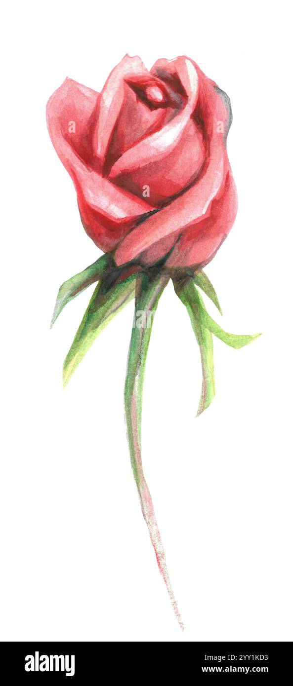 Red rose flower, leaves, watercolor illustration Stock Photo - Alamy