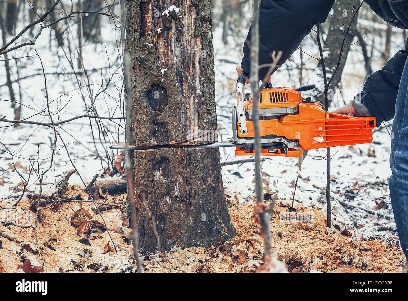 Lumberjack cuts a tree in the forest with a chainsaw Stock Photo - Alamy