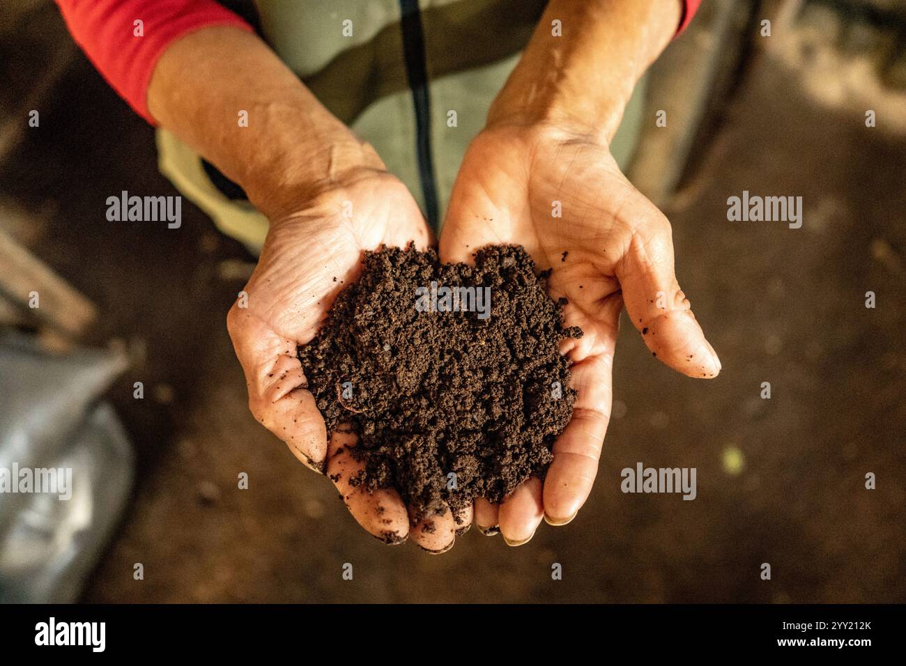 Peruvian Soil Woman Hands Hold Fresh Organic Soil in San Juan de Lurigancho, Peru ...