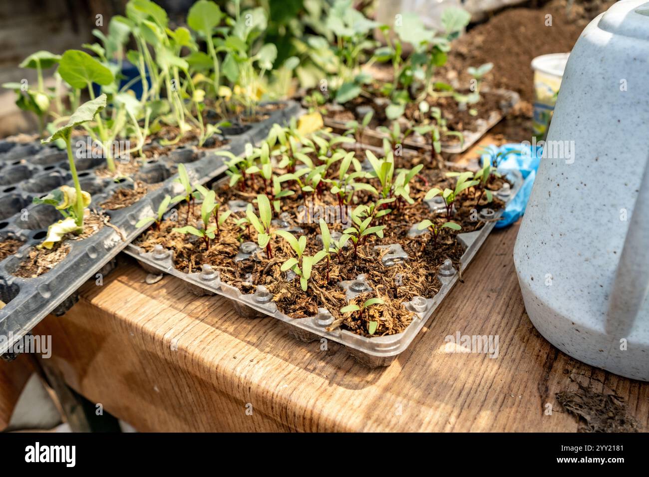 Young Plant Seedlings in Recycled Plastic Trays in a Greenhouse Nursery ...