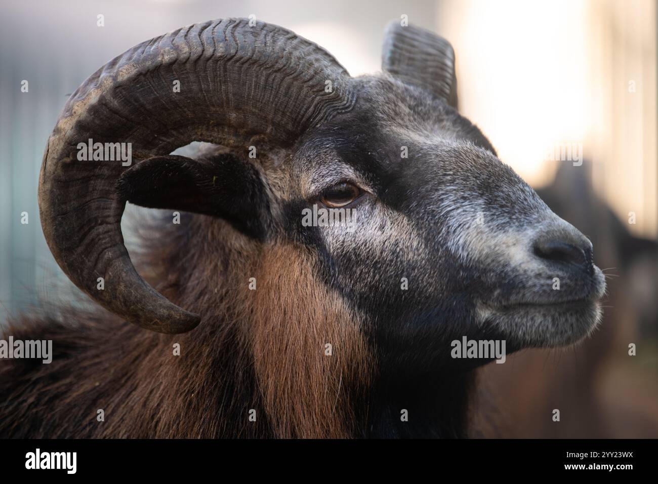 Muflong Portrait of beautiful European Muflon (Ovis orientalis). Closeup Stock ...