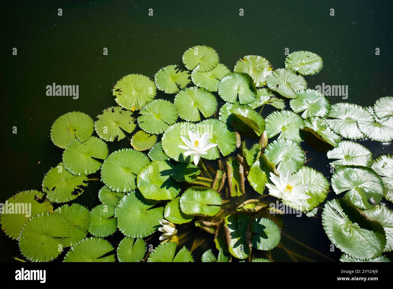 Thailand pond water lily hi-res stock photography and images - Alamy