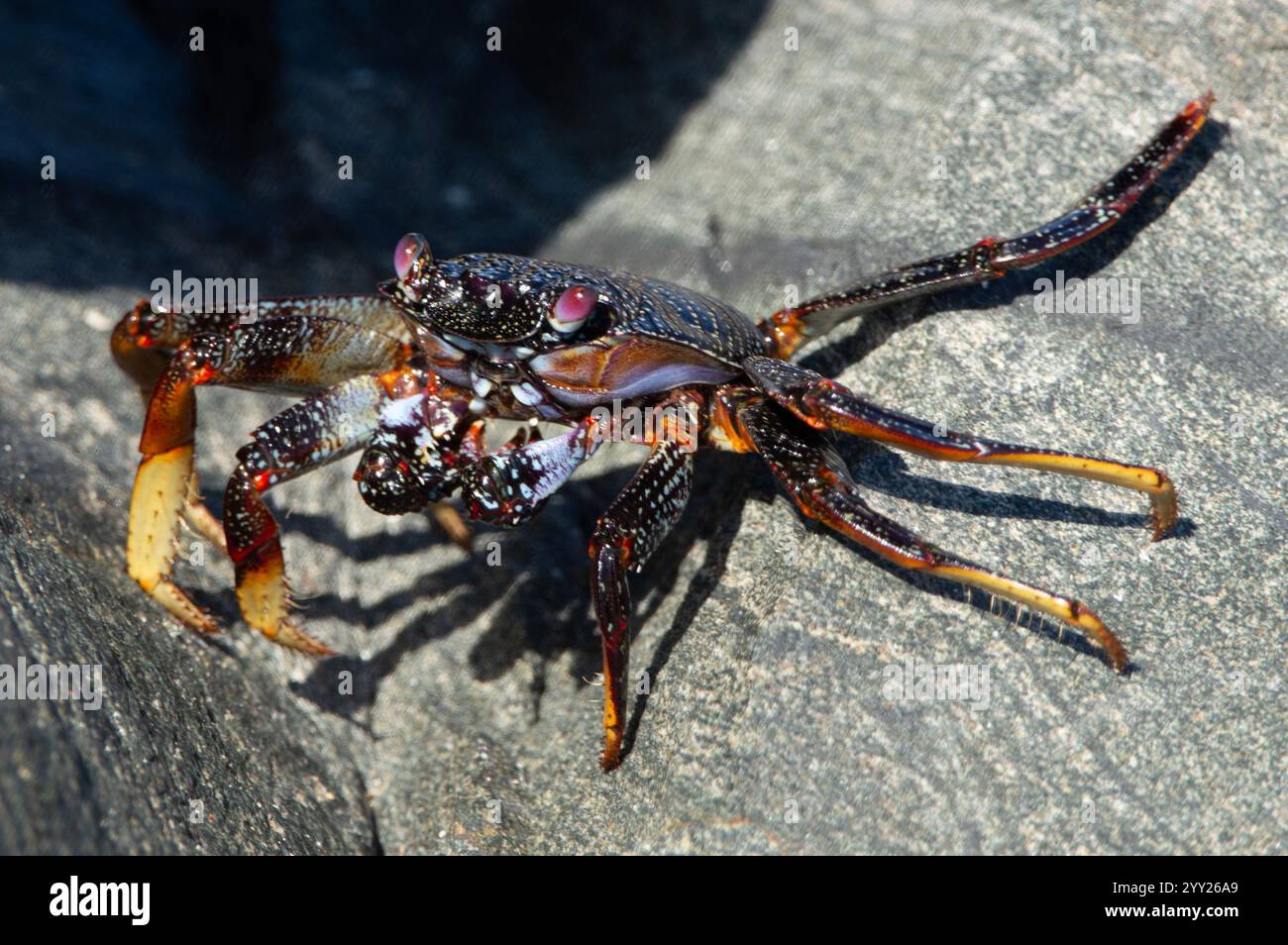 Cangrejos de animales hi-res stock photography and images - Alamy