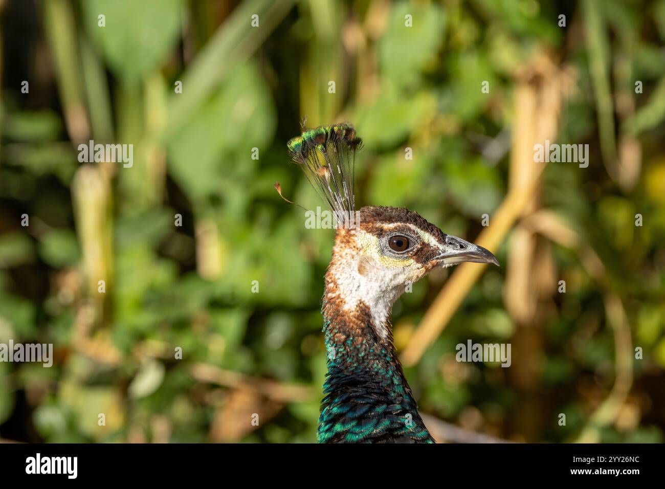 Rare insect india hi-res stock photography and images - Alamy