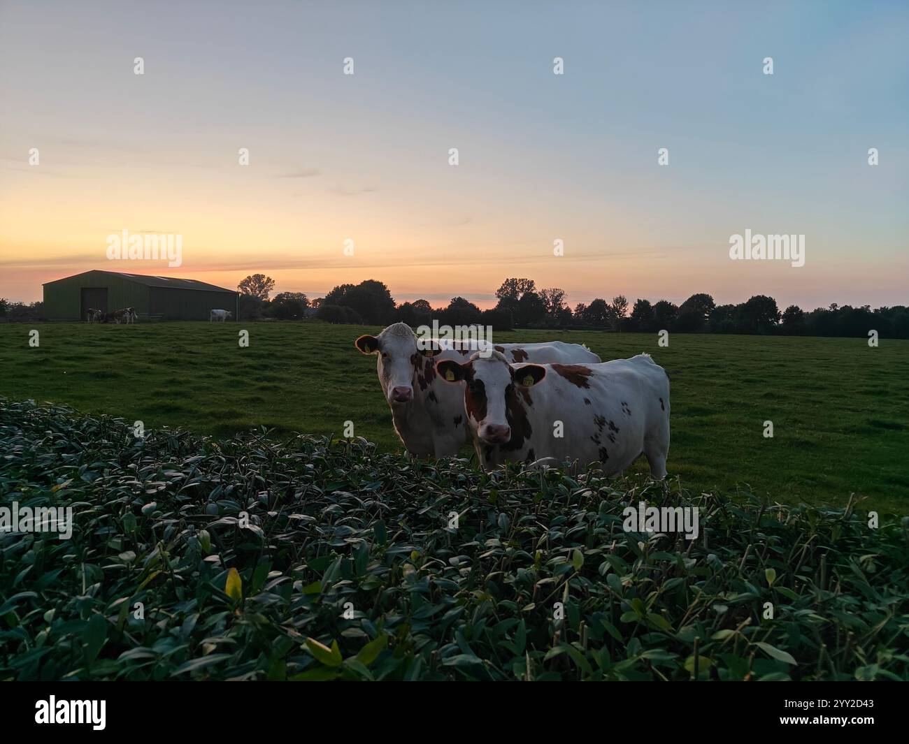In Their Field Silhouette grass in field during hi-res stock photography and images ...