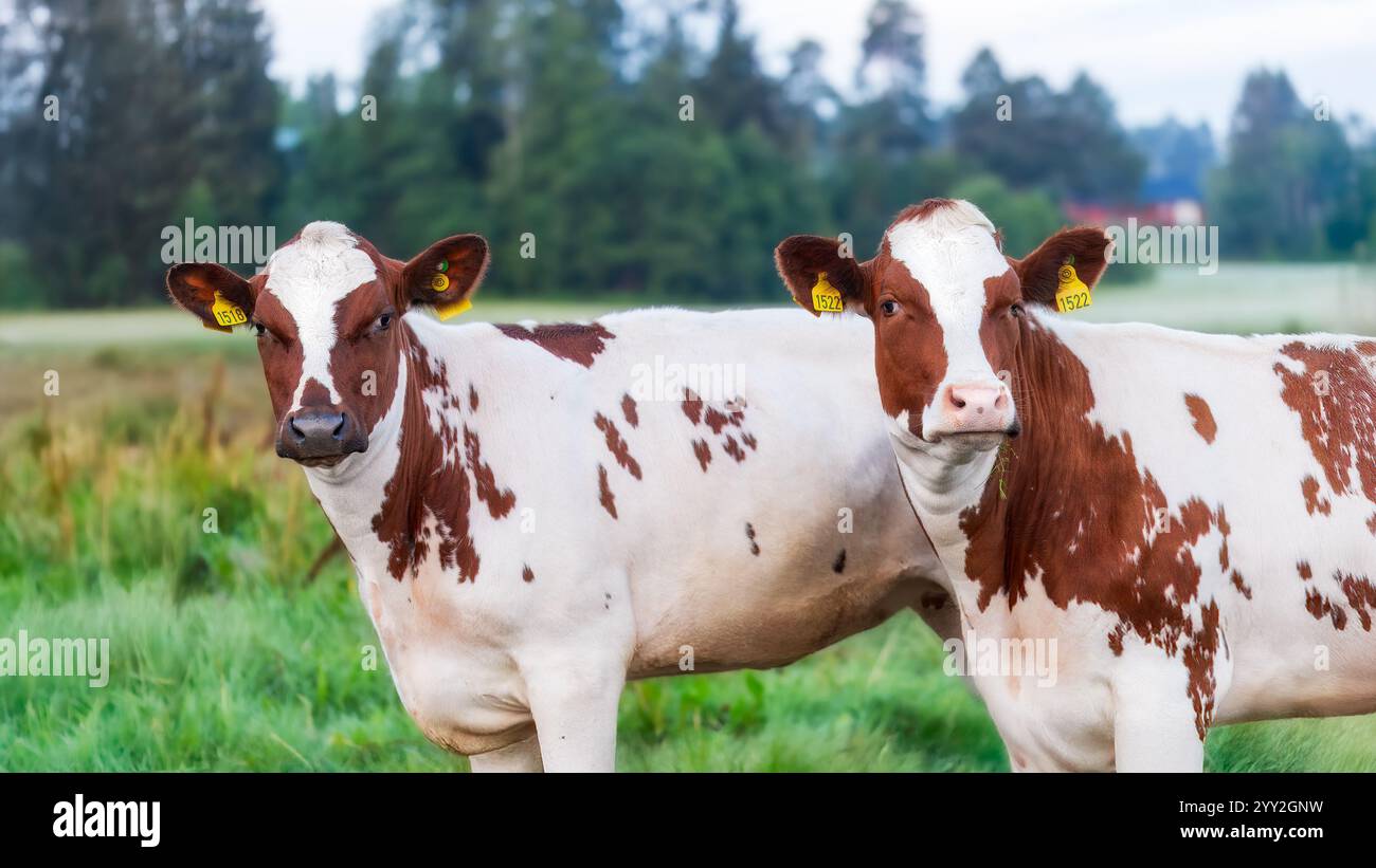 Two brown and white dairy cows with ear tags standing on lush green ...